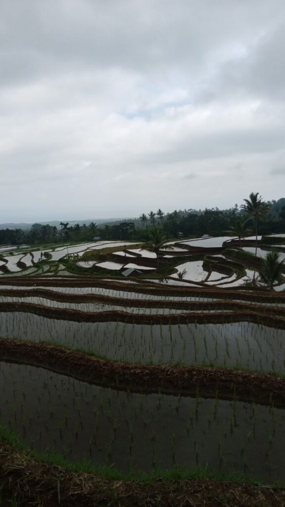 rice field